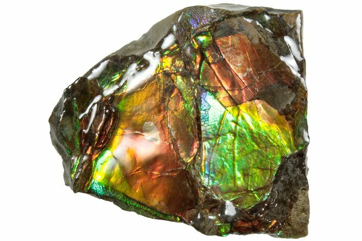 Iridescent Ammolite (Fossil Ammonite Shell) - Alberta, Canada #236375